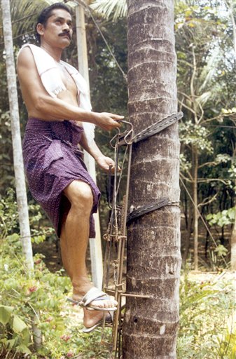  An example of a standing coconut tree climbing device and one of the first of its kind. Read more about the story on this device here .