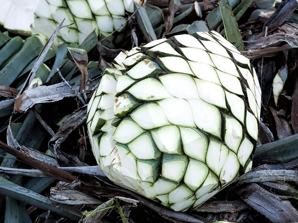 The piña