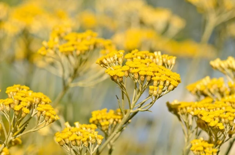 Helychrisum oil is derived from the yellow flowers of the helychrisum italicum, also referred to as the curry plant.