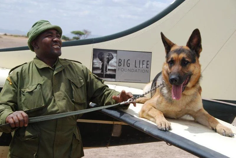 Big Life Ranger , Mutinda, with tracker dog, Jazz, sitting atop the wing of a Big Life plane. Photo Credit: Big Life