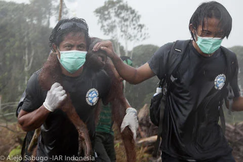 IAR INDONESIA.jpg