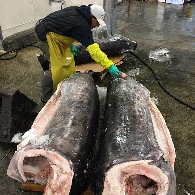 South Pacific fresh swordfish arriving to our downtown LA warehouse 👍☝🏻#doublemarker#fresh#wildcaught