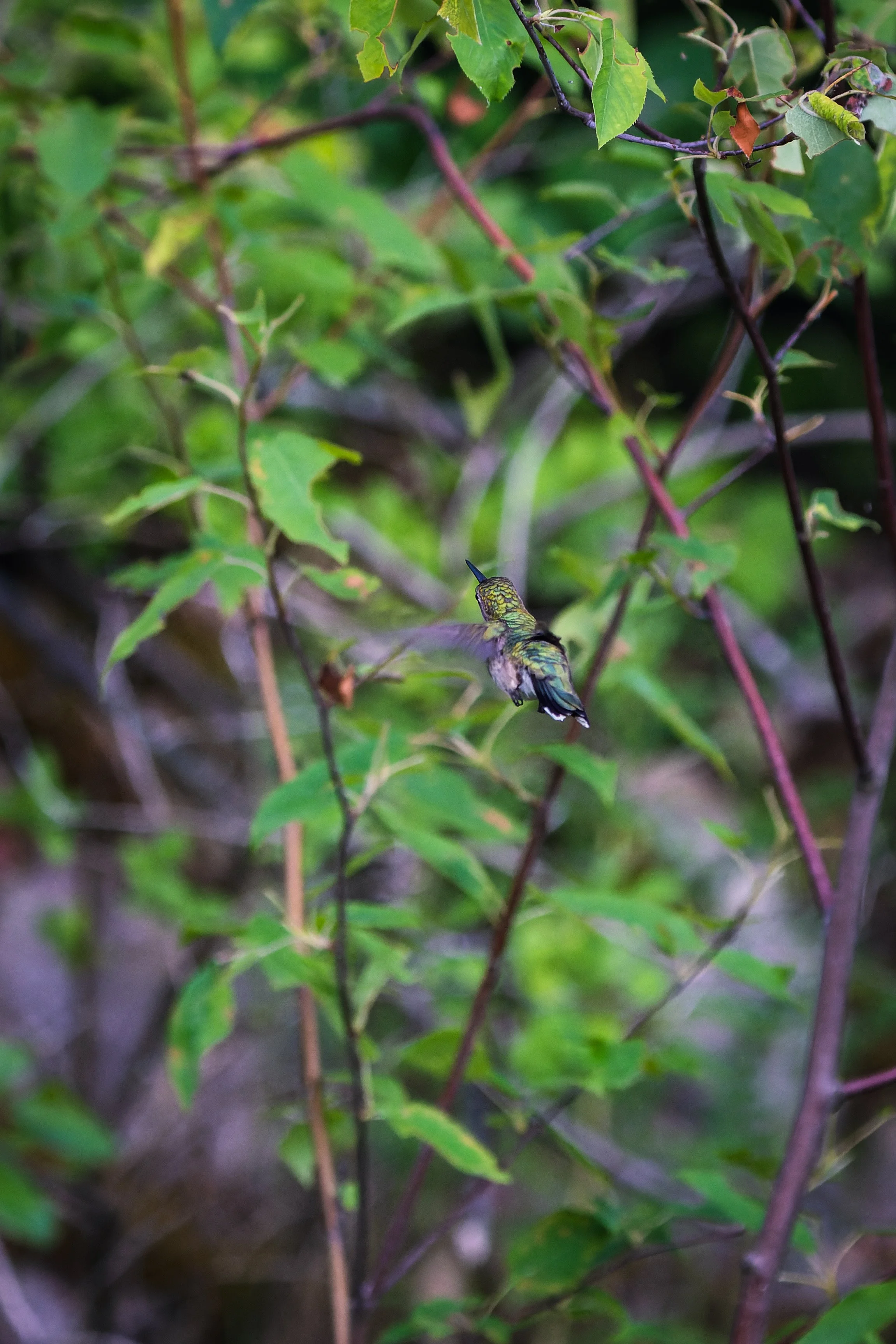 BOTY_00041.jpg