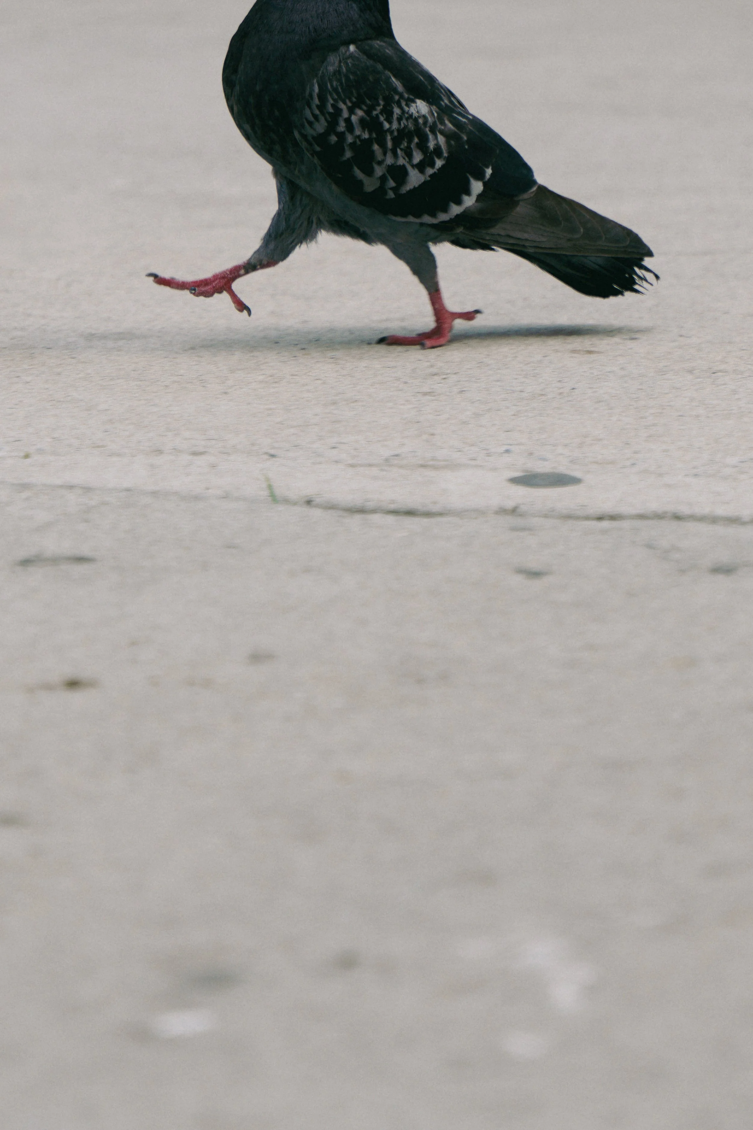 BOTY_00045.jpg