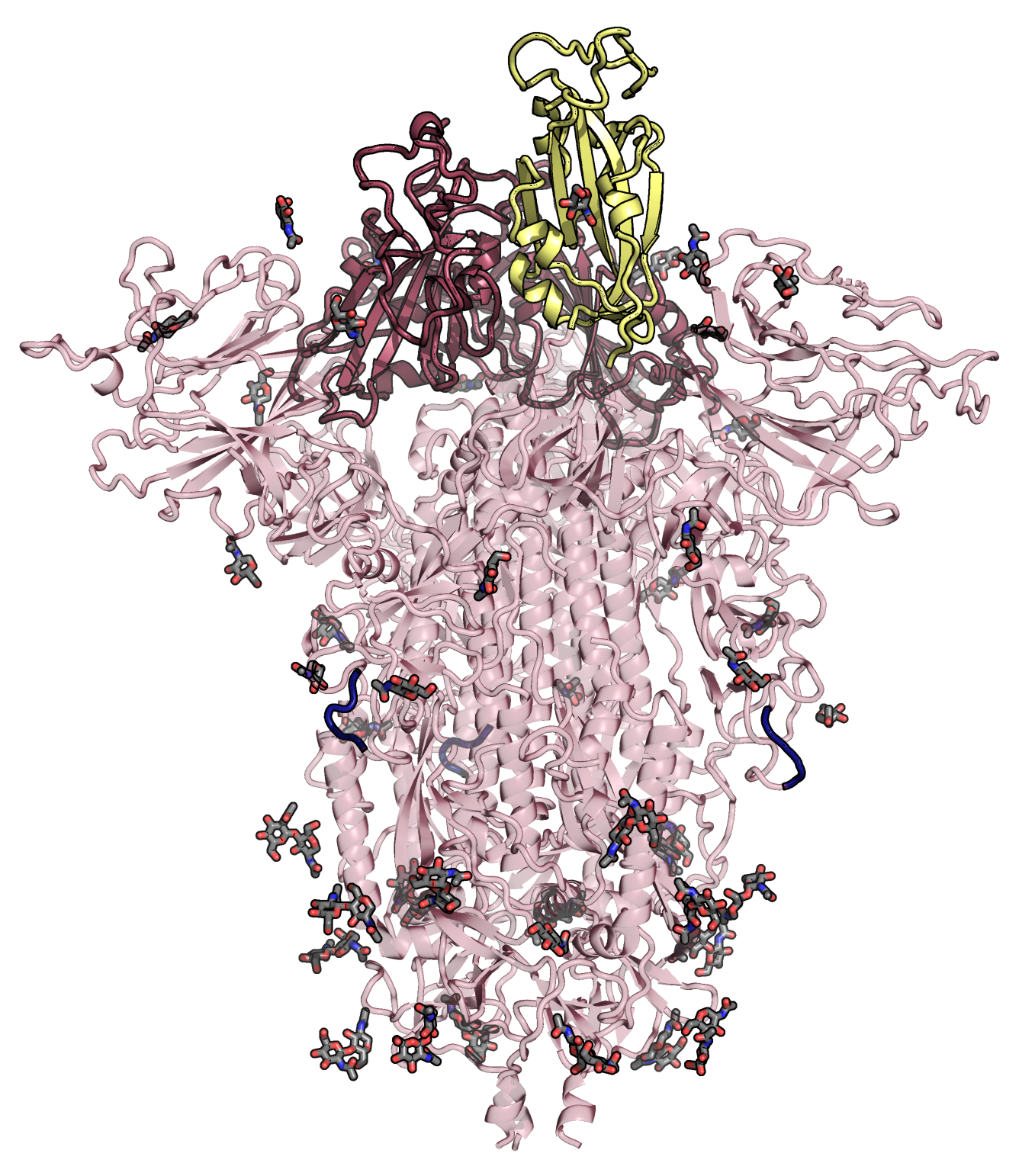 Spike Protein - SARS-CoV-2