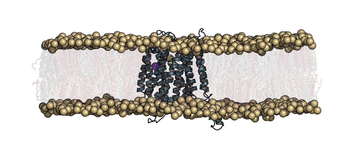 SPNS2 Apo MD System