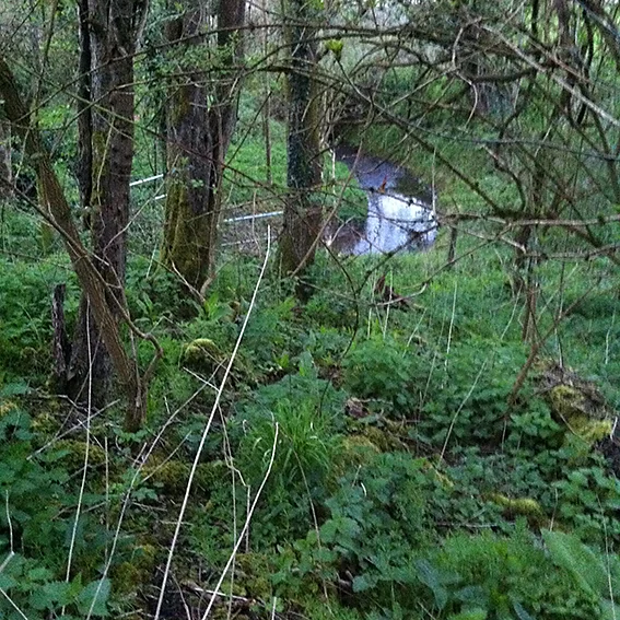 The Pudding Brook emerging from the embankment.