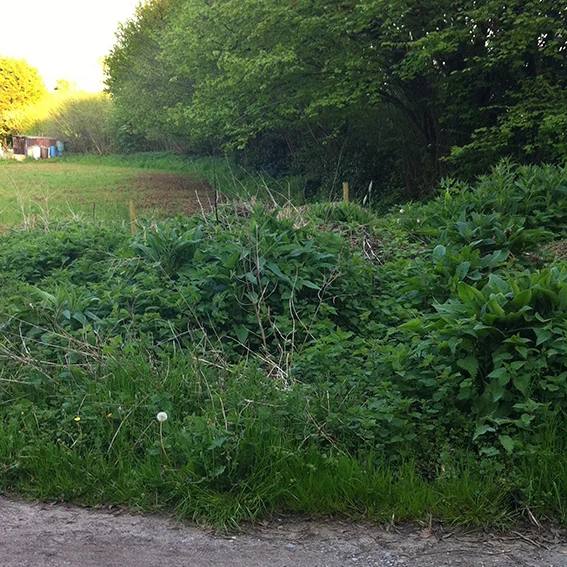 The trees on the right hand side of the track growing along the edge of the dried-up stream which may represent the original course of the Pudding Brook.