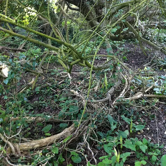 When the brook became too deep we climbed onto the bank and followed animal tracks beneath the branches.