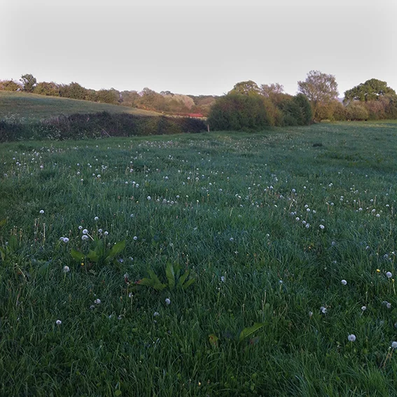 The meadow. The Pudding Brook following the line of bushes.