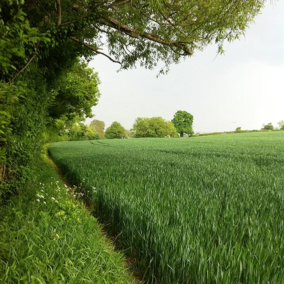Arable field; the boundary on the left, made up of trees and shrubs, follows the course of the Pudding Brook.