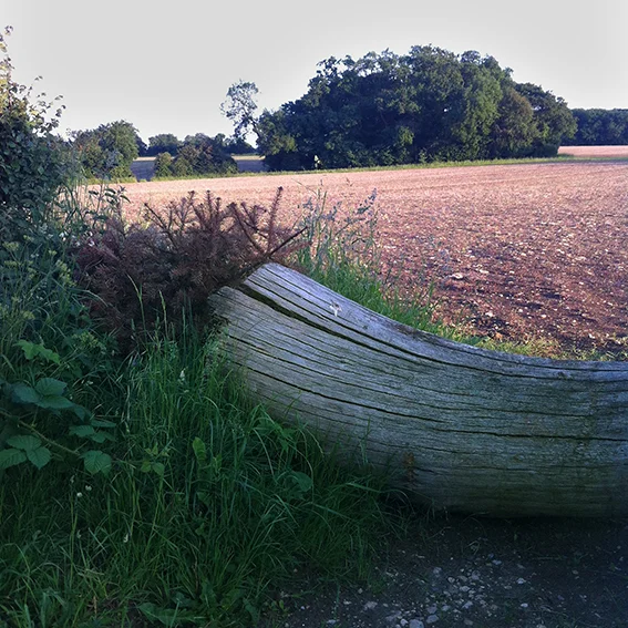 The small copse with the watercourse on the left running down towards the lane.