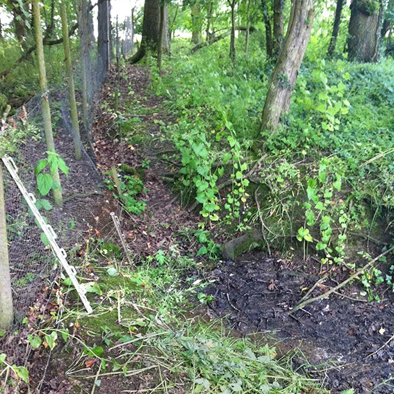 The course of the stream which emerges from beneath the fence in the copse before flowing downhill.