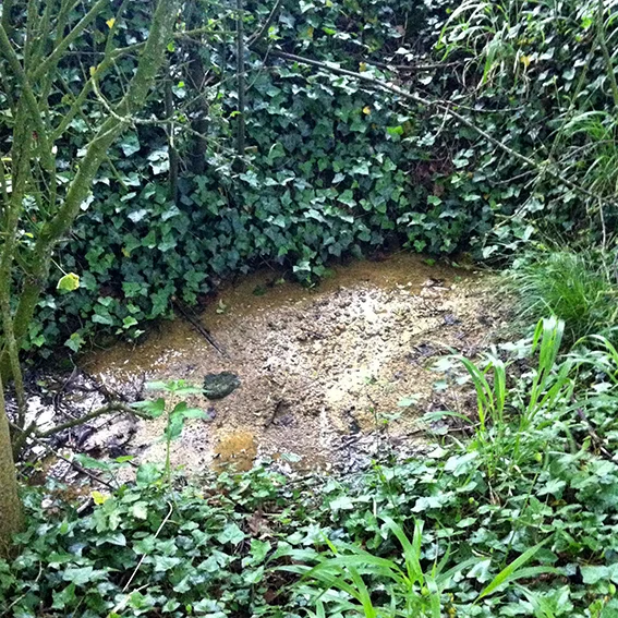 The small stony puddle where the stream accumulates before flowing through the pheasant pen.