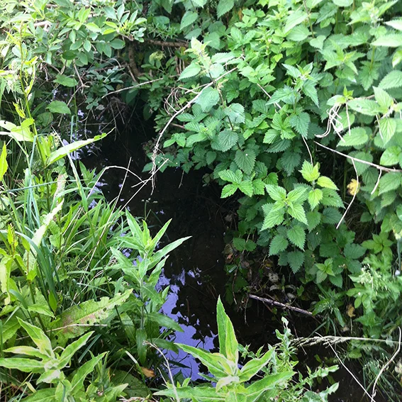 The Biddestone Manor stream; further upstream where it was possible to see water.
