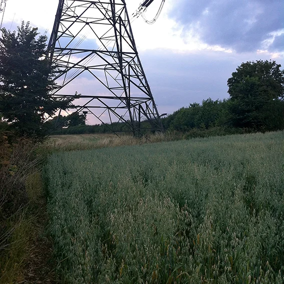 Field of oats leading to the narrow strip of land with hedging on both sides