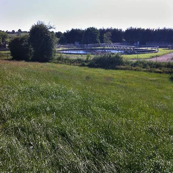Meadow next to the sewage works.