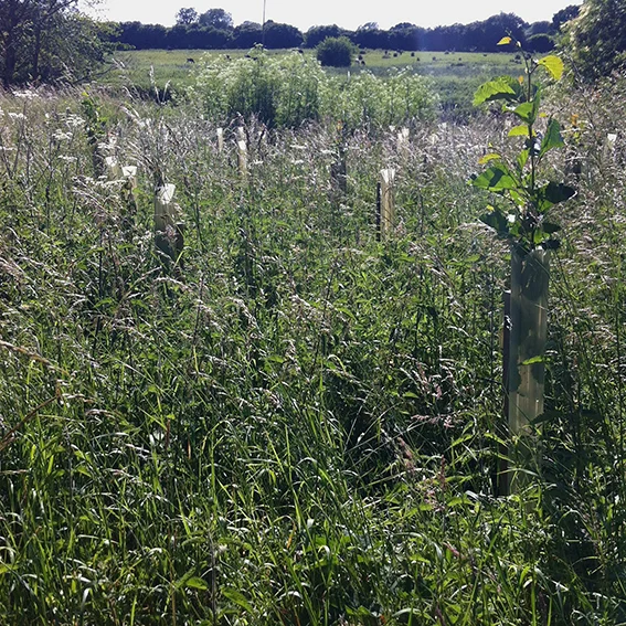 The River Avon, obscured by foliage. The flat plain on the opposite side is crossed by the Pudding Brook.