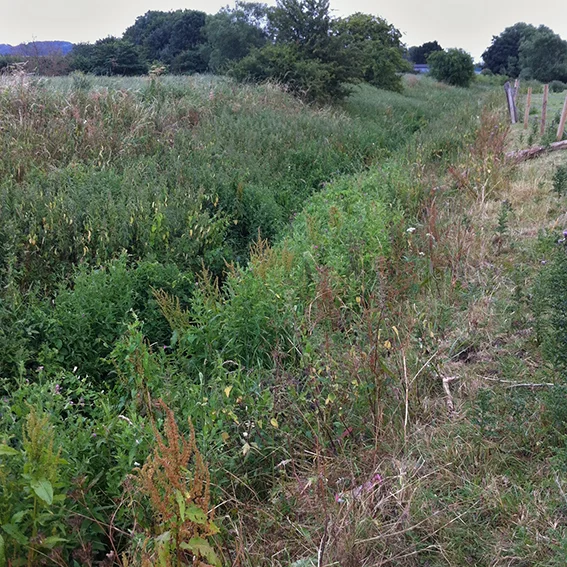 The Pudding Brook. On the right – the field and on the left below the trees – the River Avon.