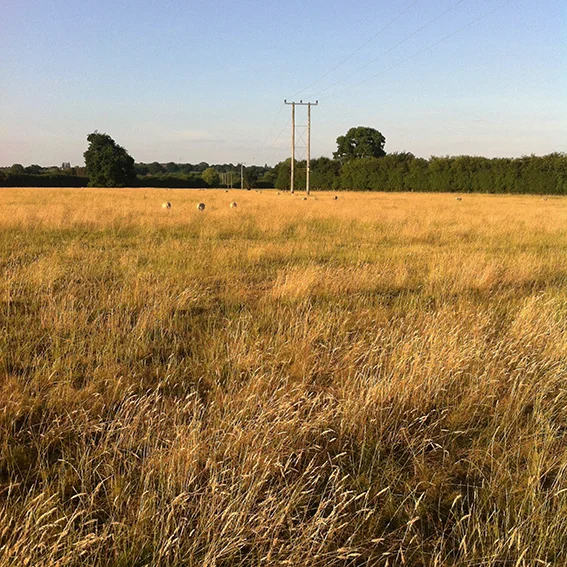 Field next to the A350.