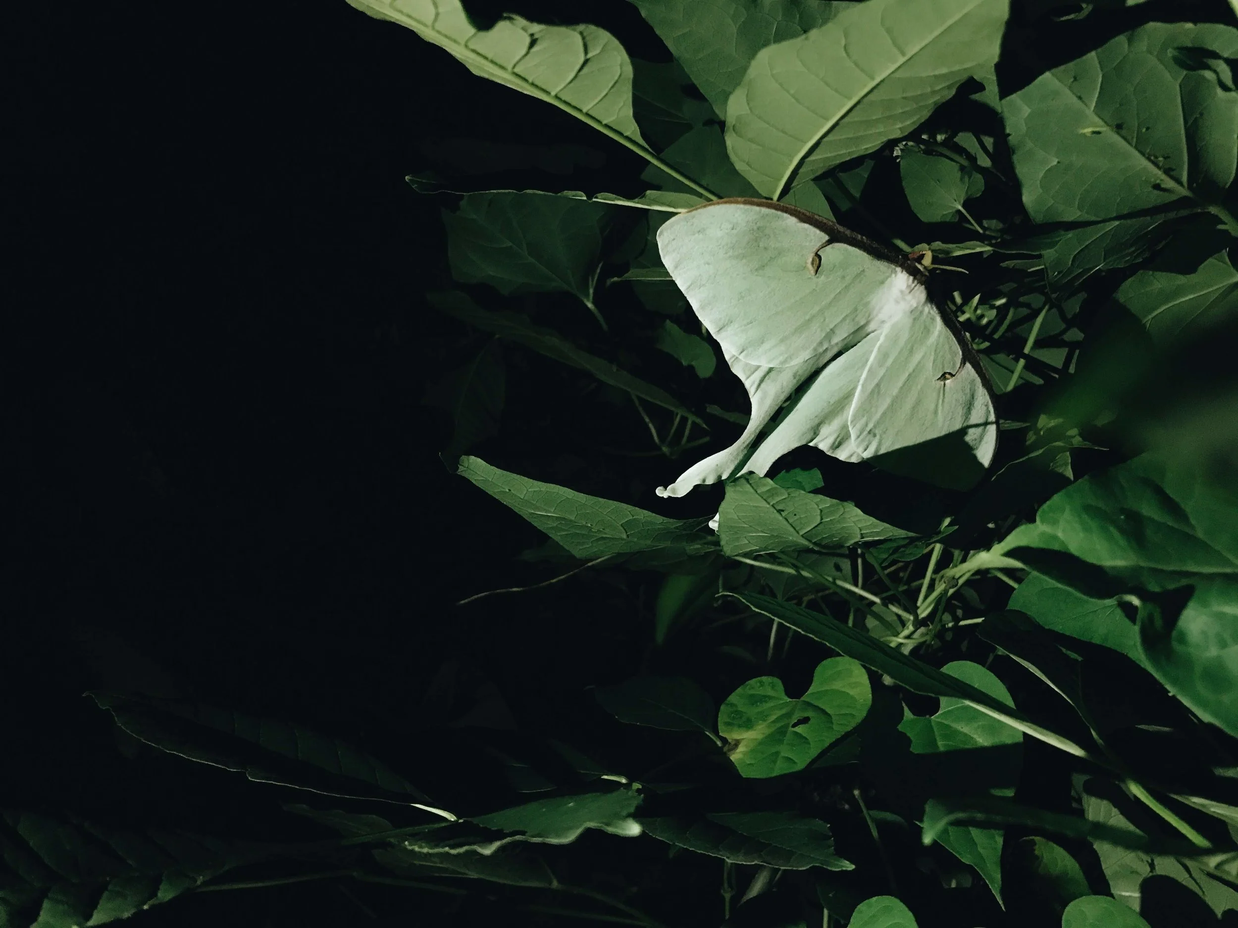 My Luna Moth Story 