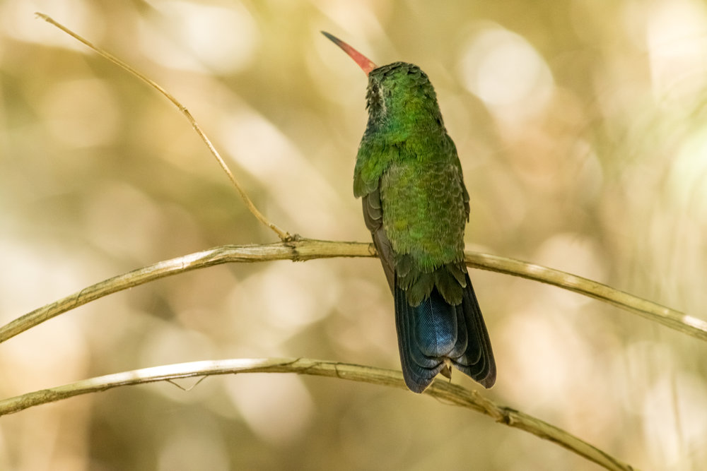 hummingbird (5 of 67).jpg