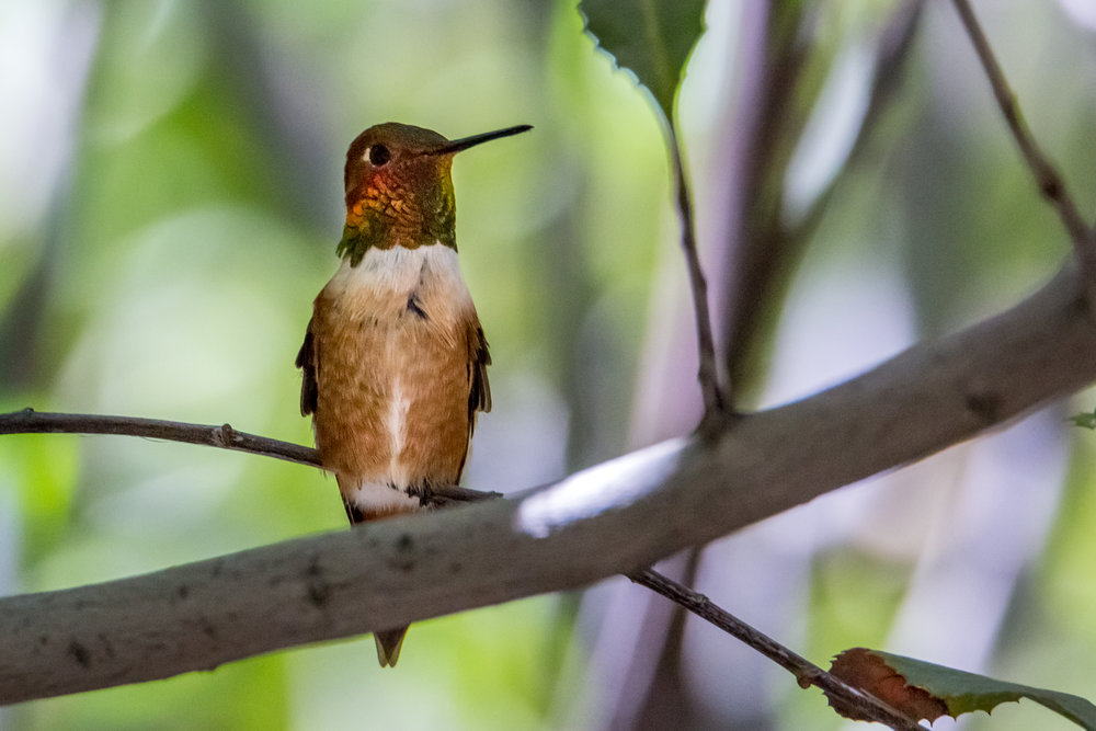 hummingbird (8 of 15).jpg