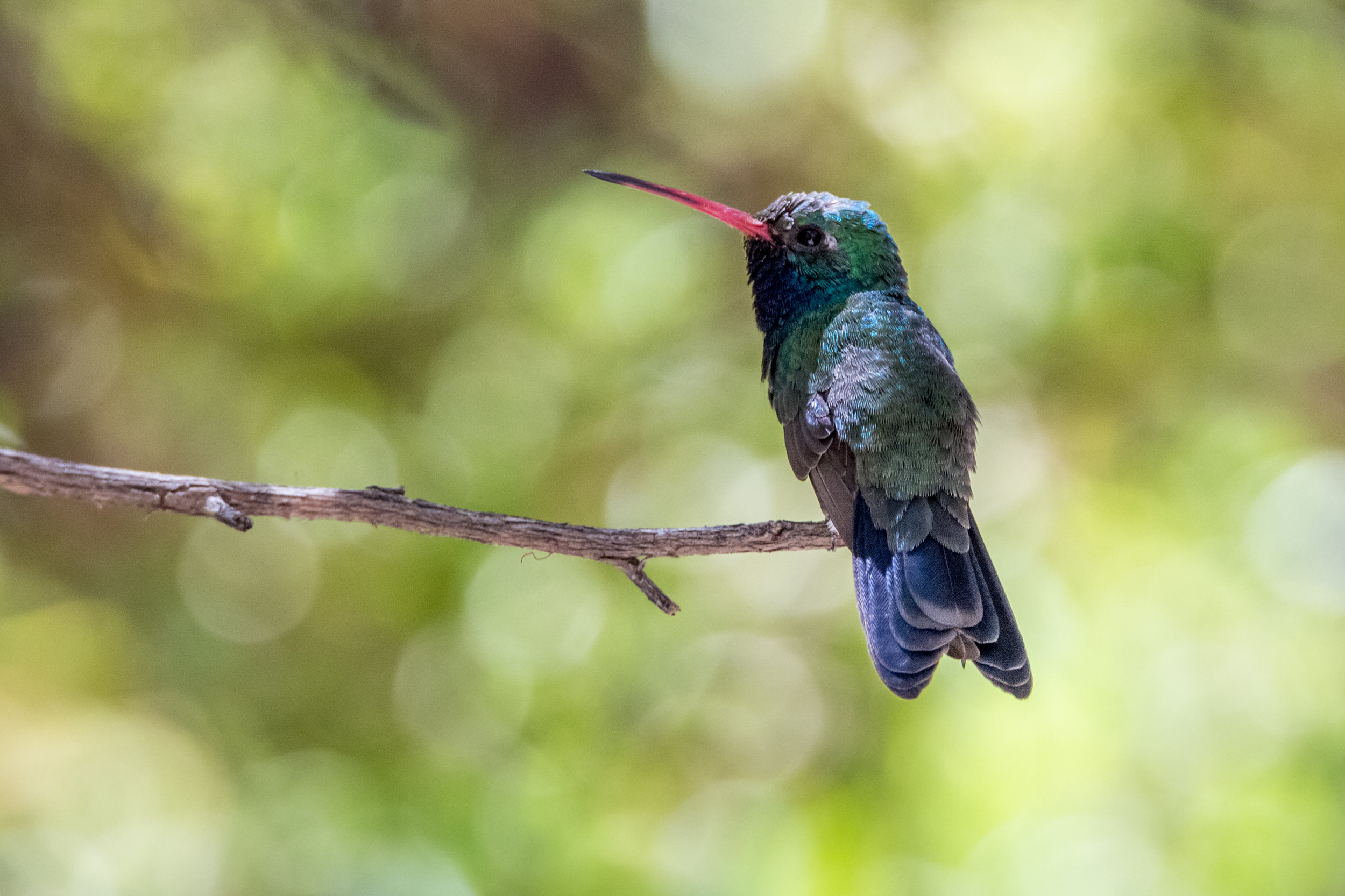 hummingbird (9 of 15).jpg