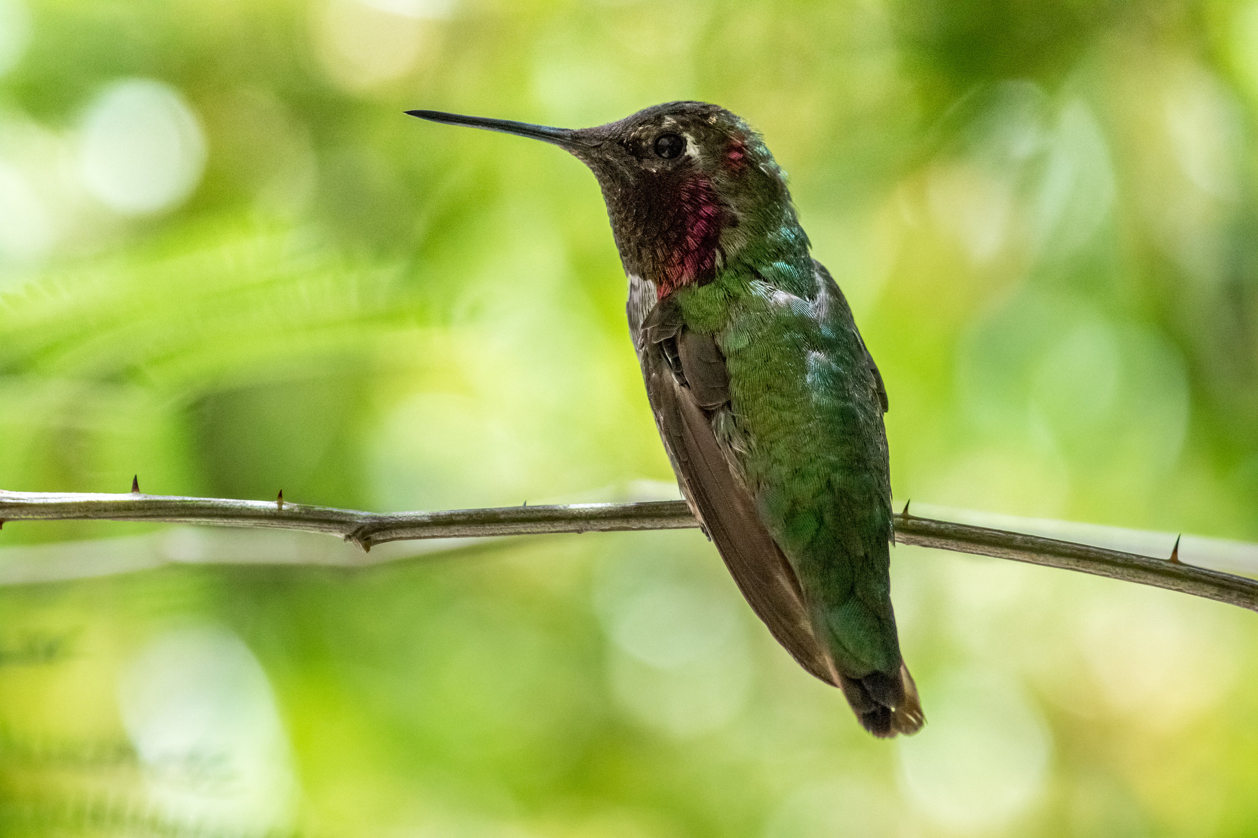 hummingbird (11 of 67).jpg