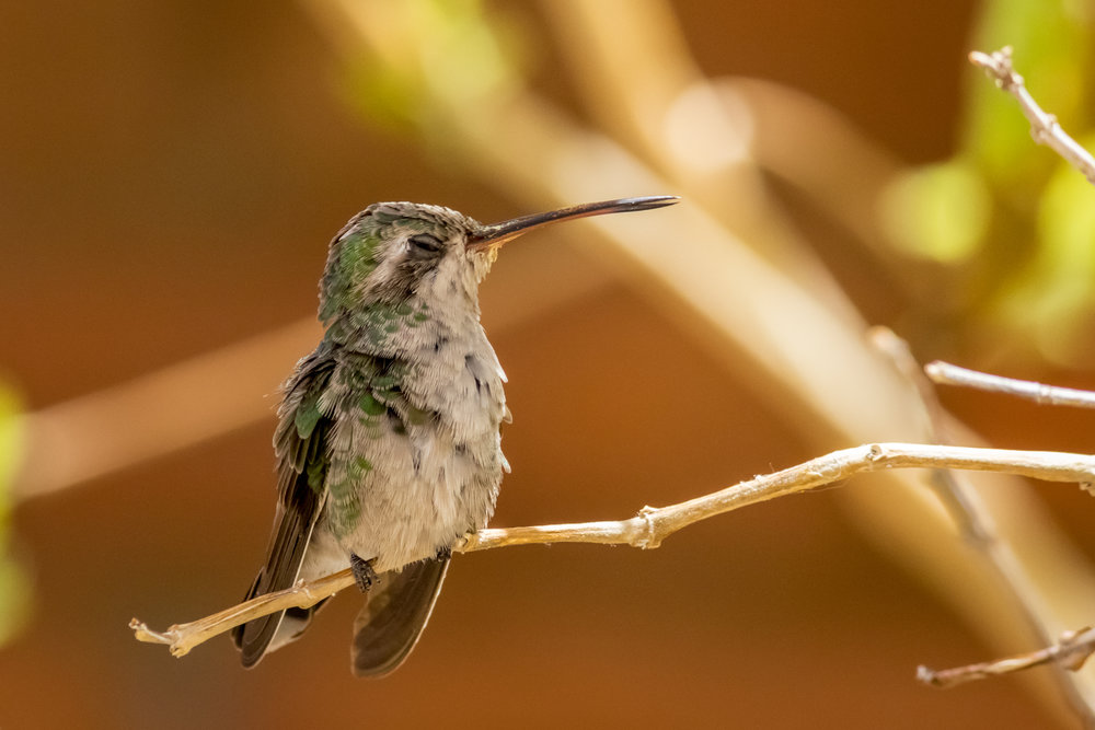 hummingbird (26 of 67).jpg