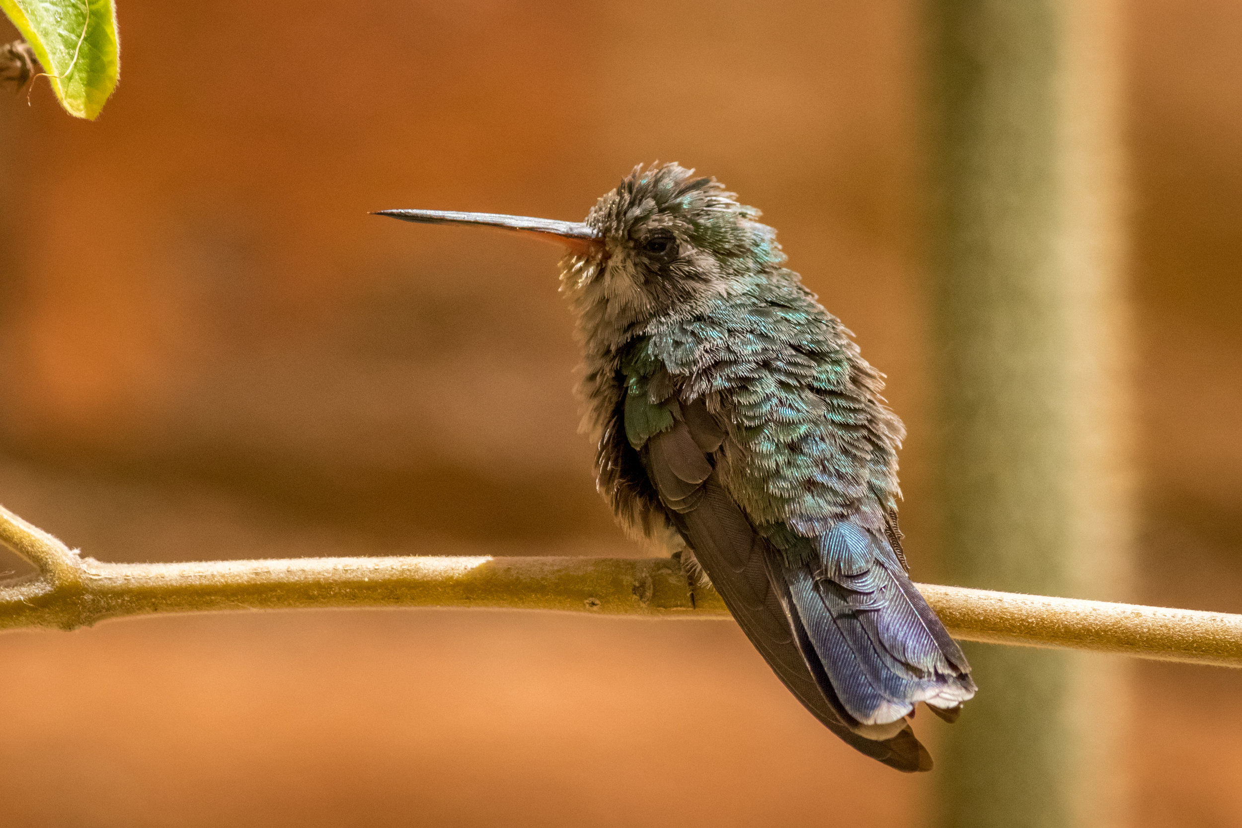 hummingbird (33 of 67).jpg