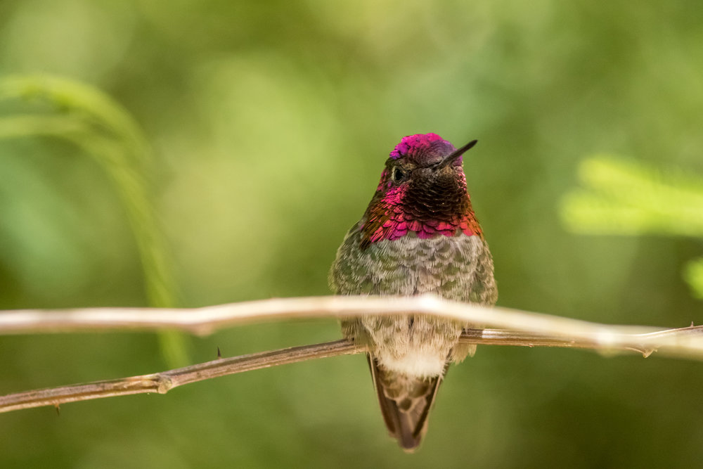hummingbird (39 of 67).jpg