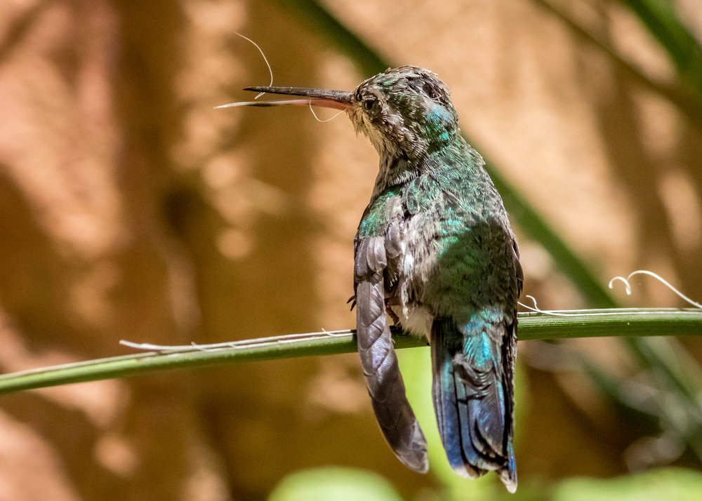 hummingbird (55 of 67).jpg