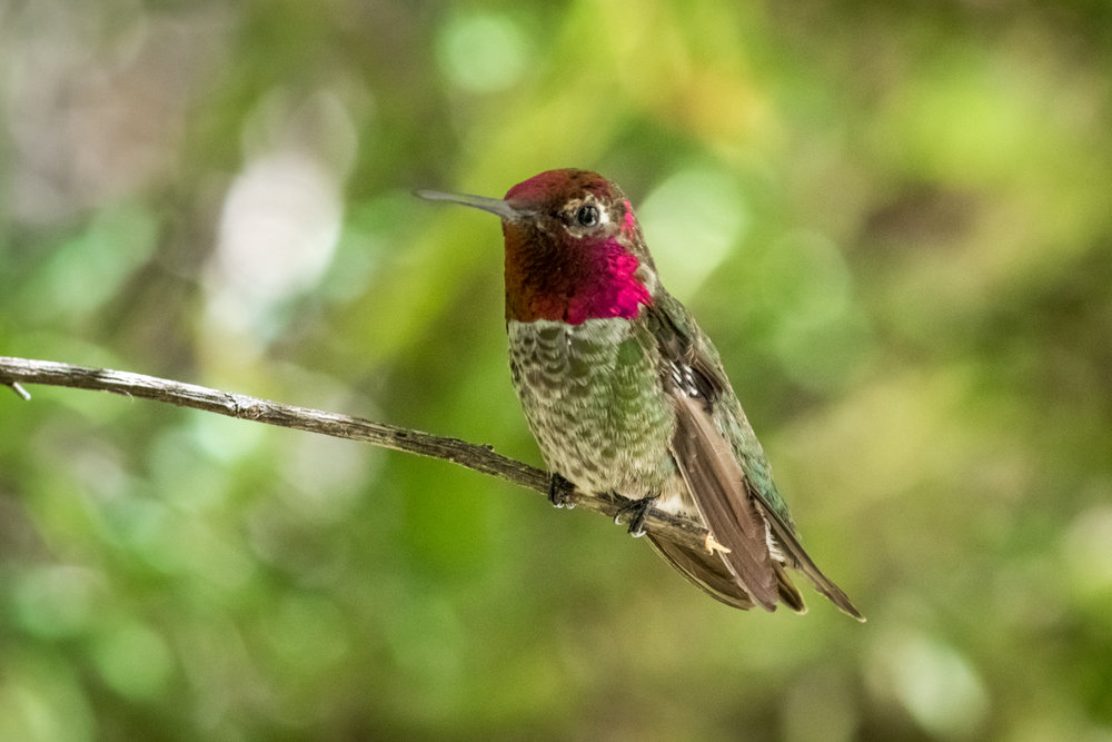 hummingbird (3 of 67).jpg