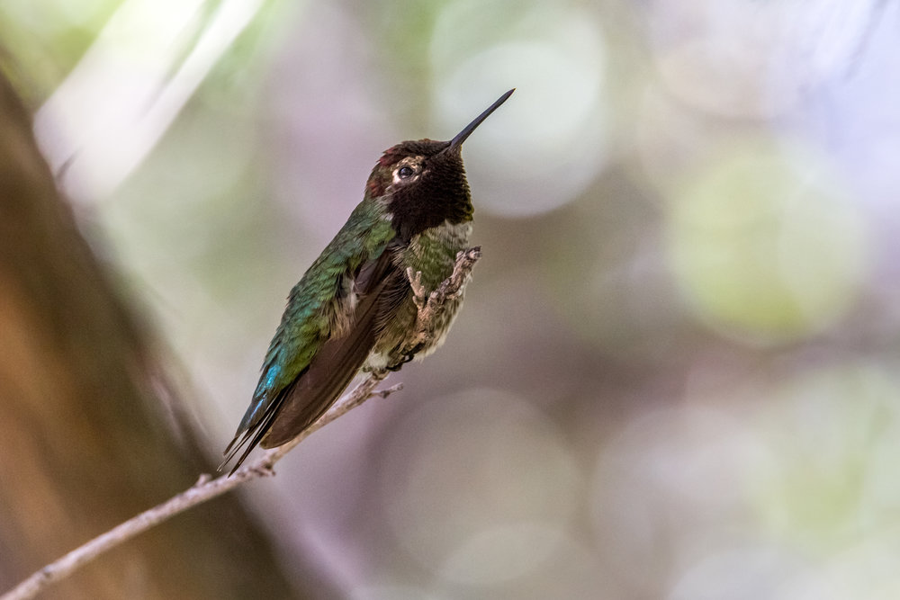 hummingbird (7 of 15).jpg