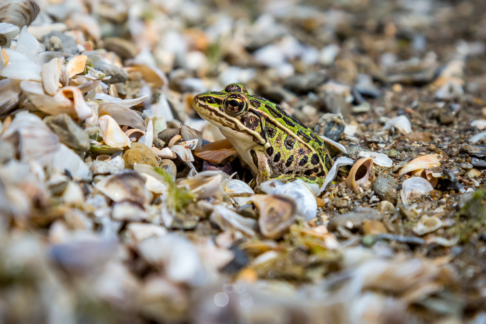 frogs (1 of 1)-3.jpg