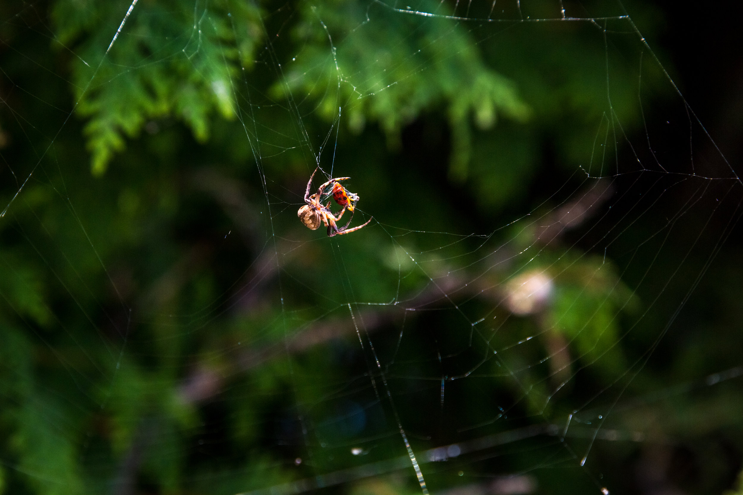 spider (1 of 1).jpg