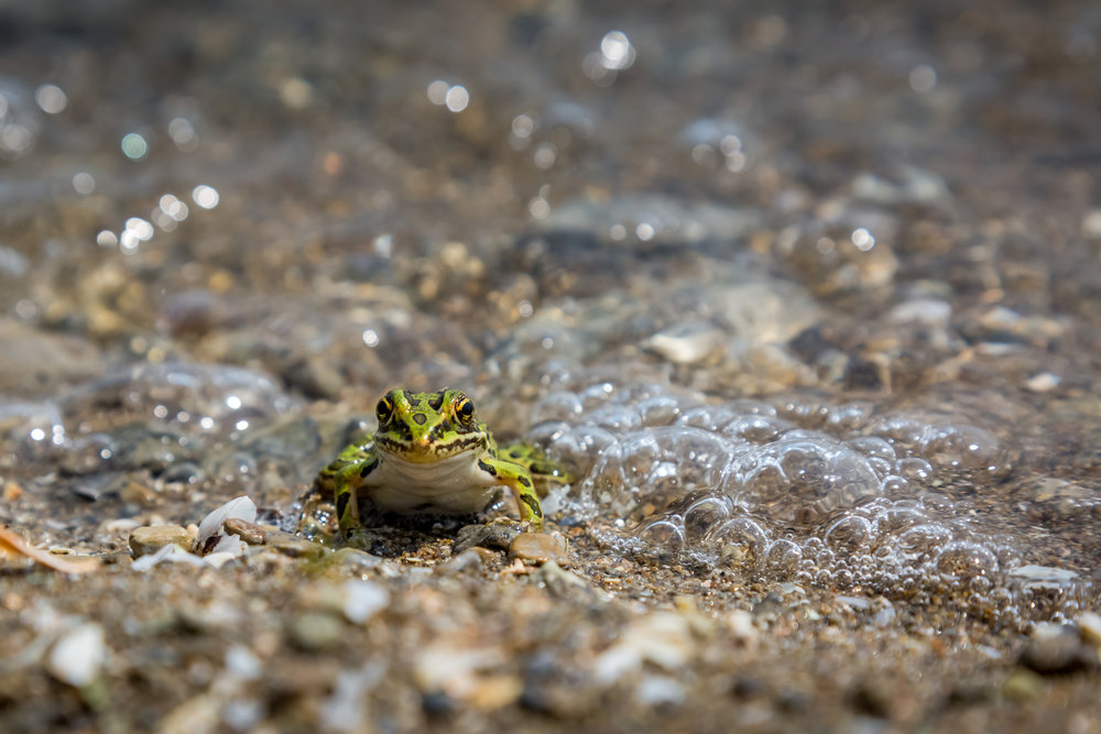 frog (1 of 1).jpg