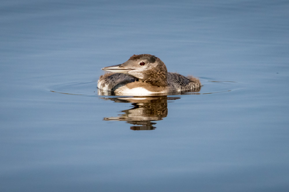 loon (1 of 1)-9.jpg