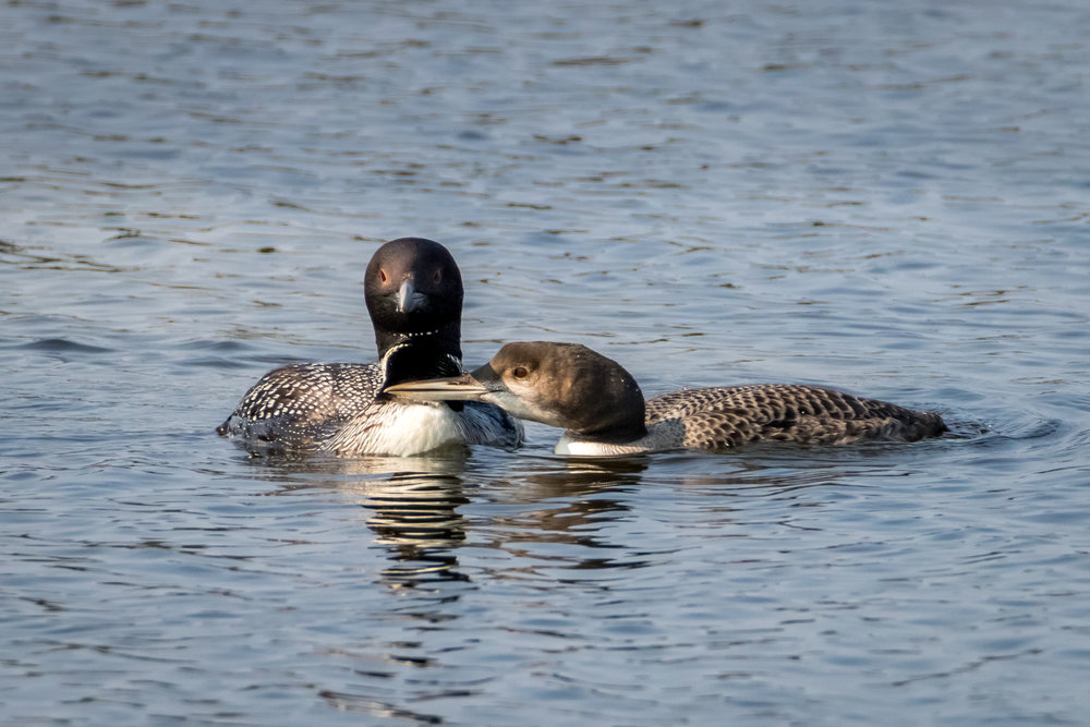 loon (1 of 1)-10.jpg