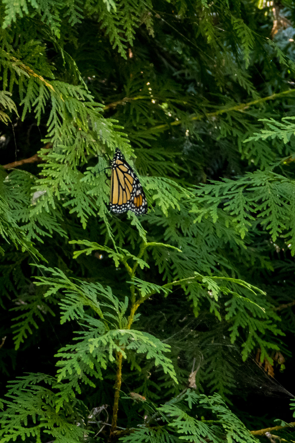 monarch (1 of 1)-2.jpg