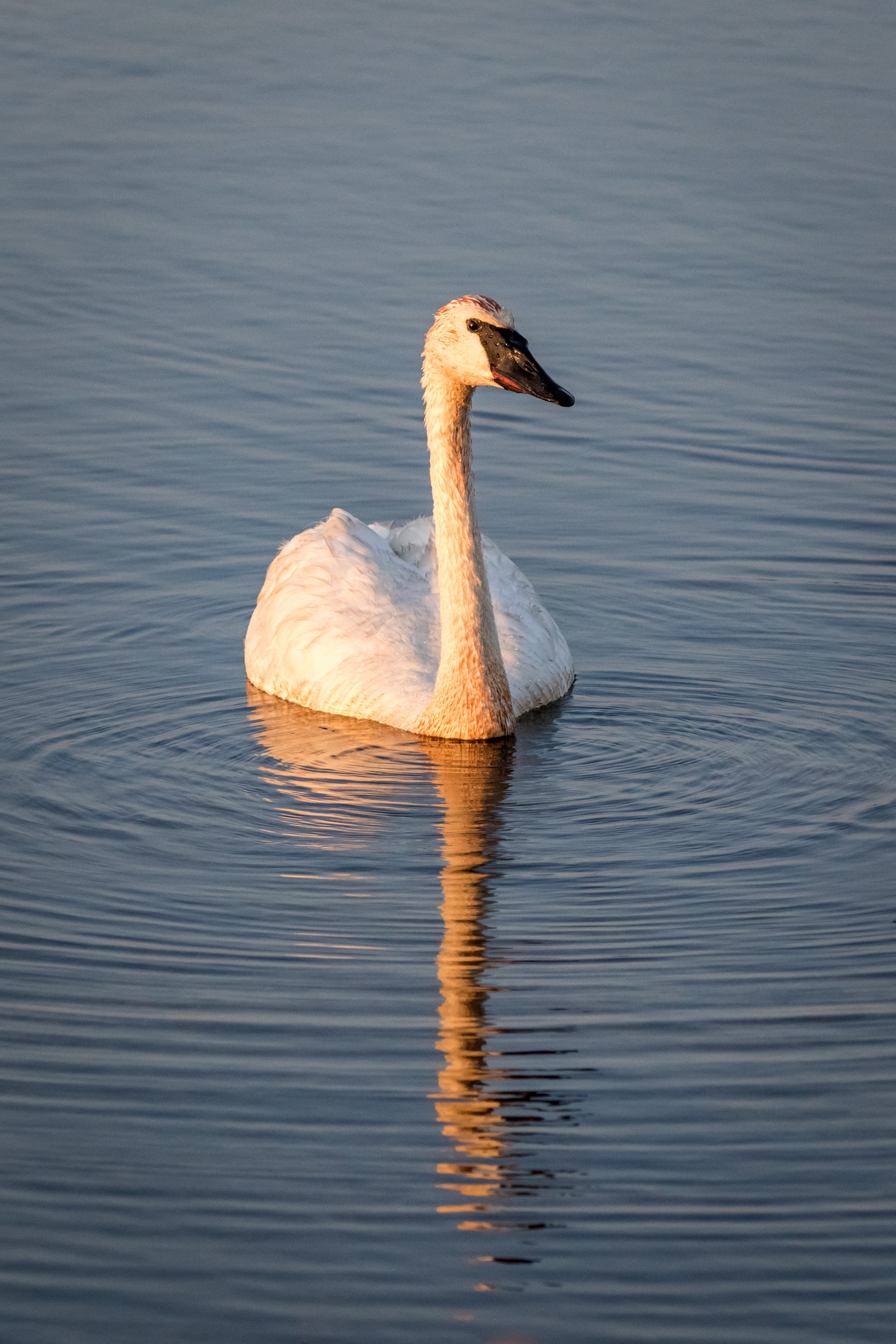 swan (1 of 1)-2.jpg