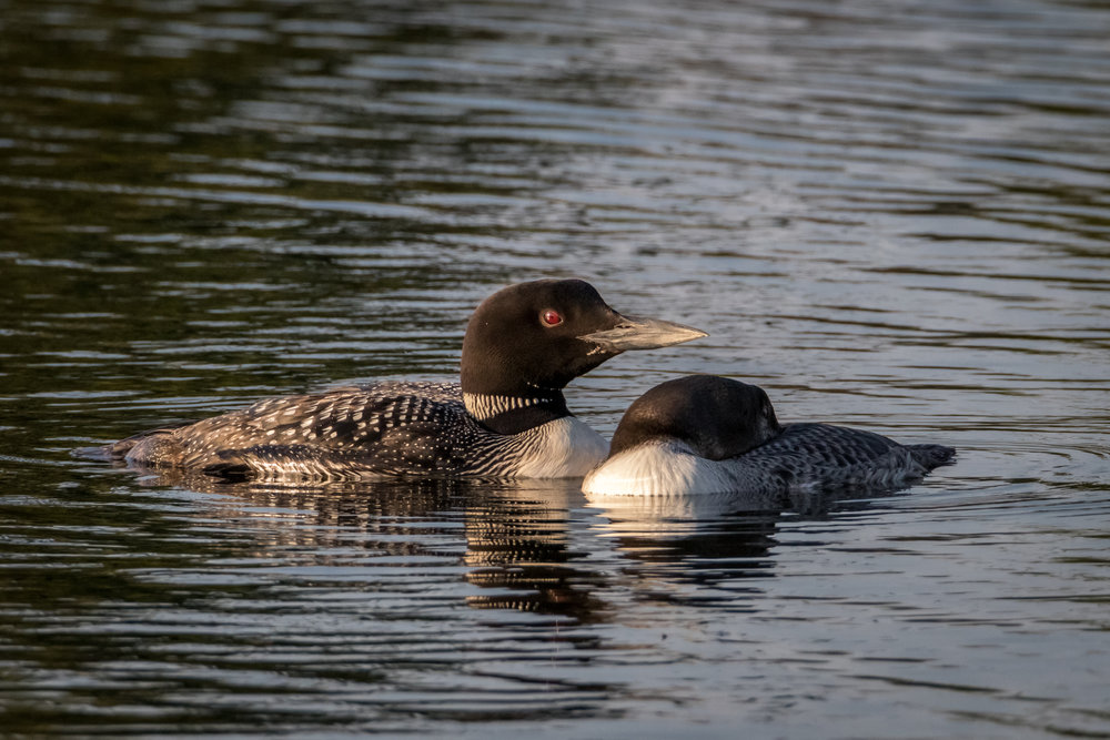 loon (1 of 1)-21.jpg