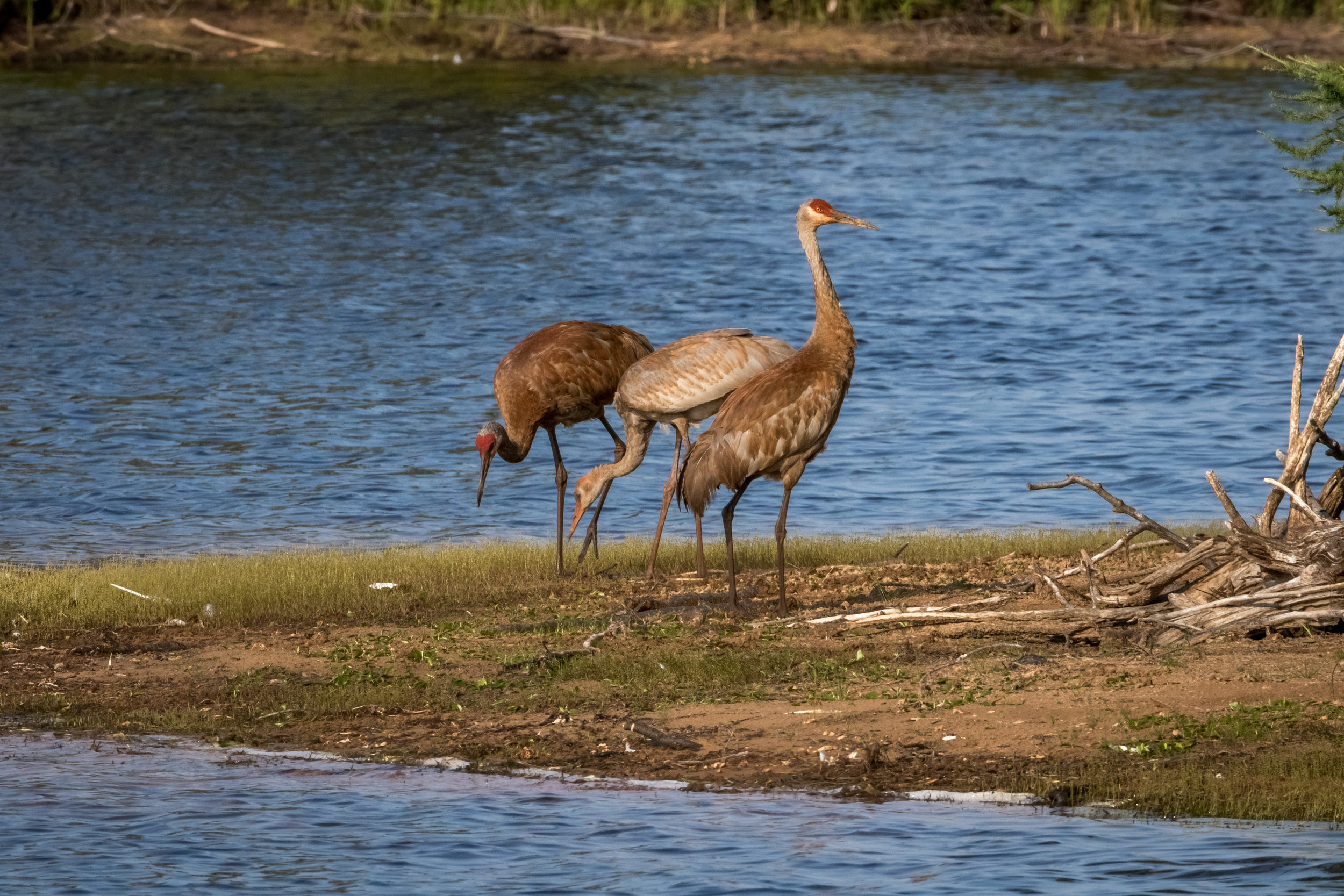 crane (1 of 1)-2.jpg