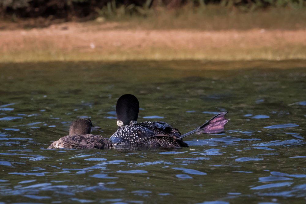 loon (1 of 1)-12.jpg