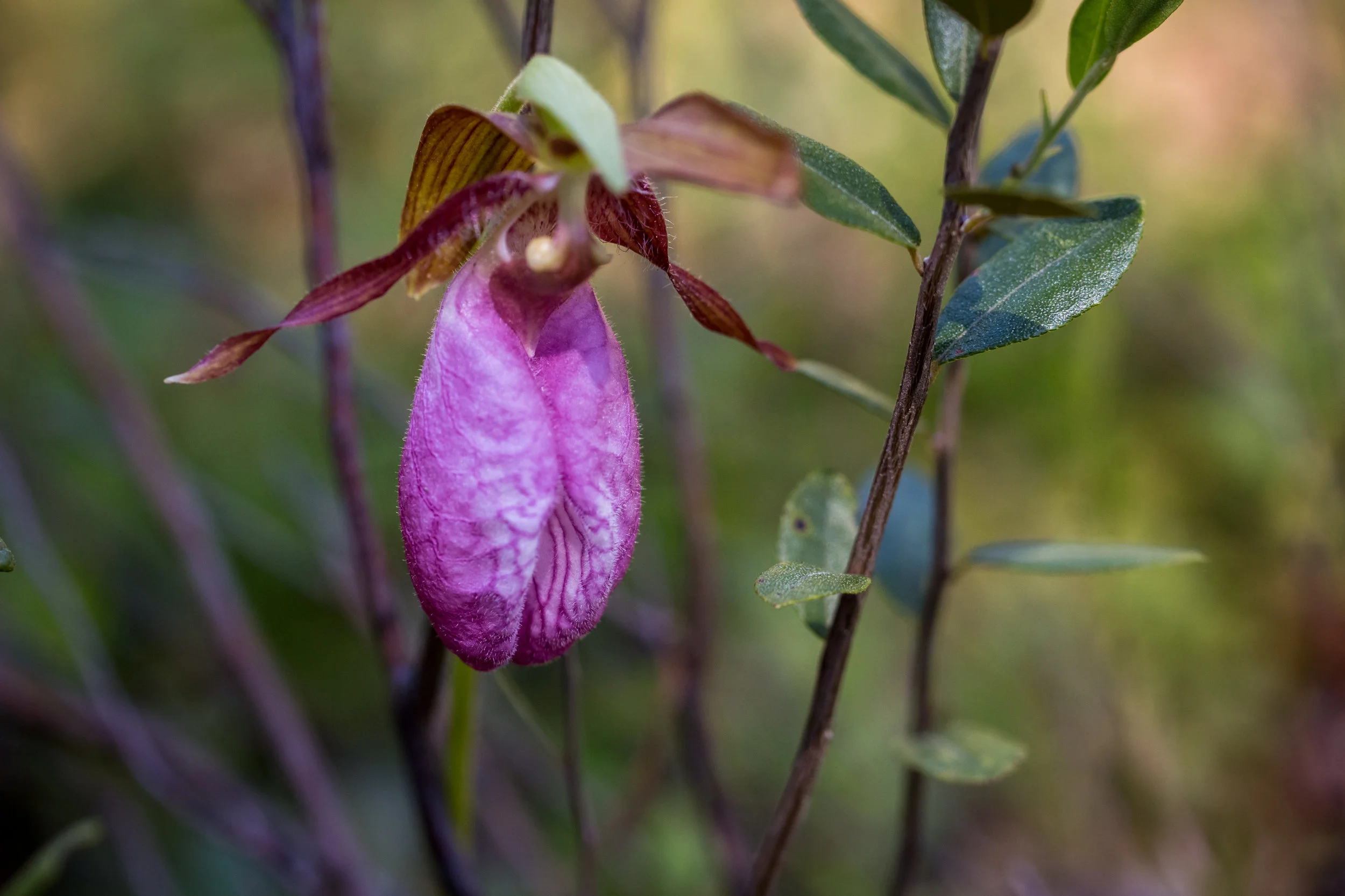 Don't Forget to Stop and Smell the Wild Flowers of Northern Michigan ...