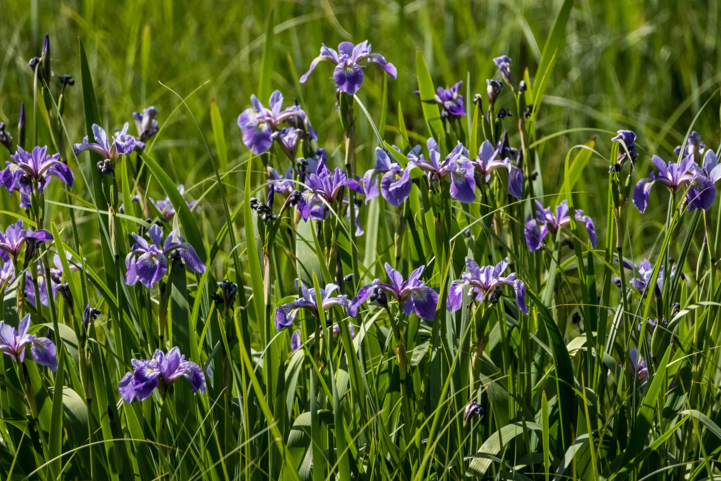 Don't Forget to Stop and Smell the Wild Flowers of Northern Michigan ...