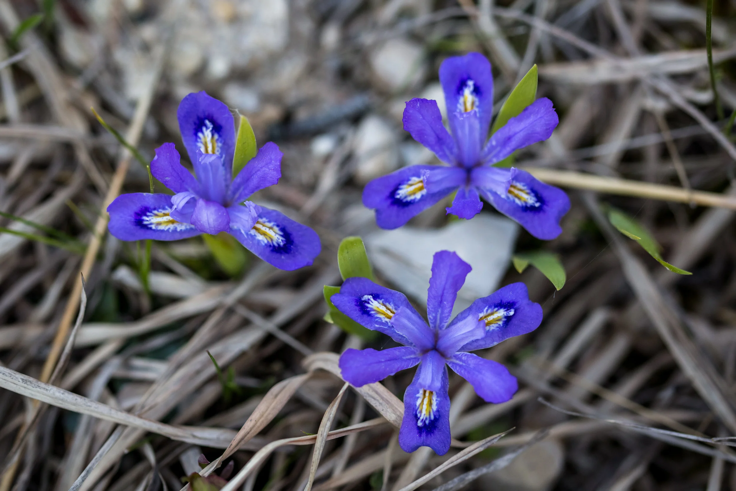 Don't Forget to Stop and Smell the Wild Flowers of Northern Michigan ...
