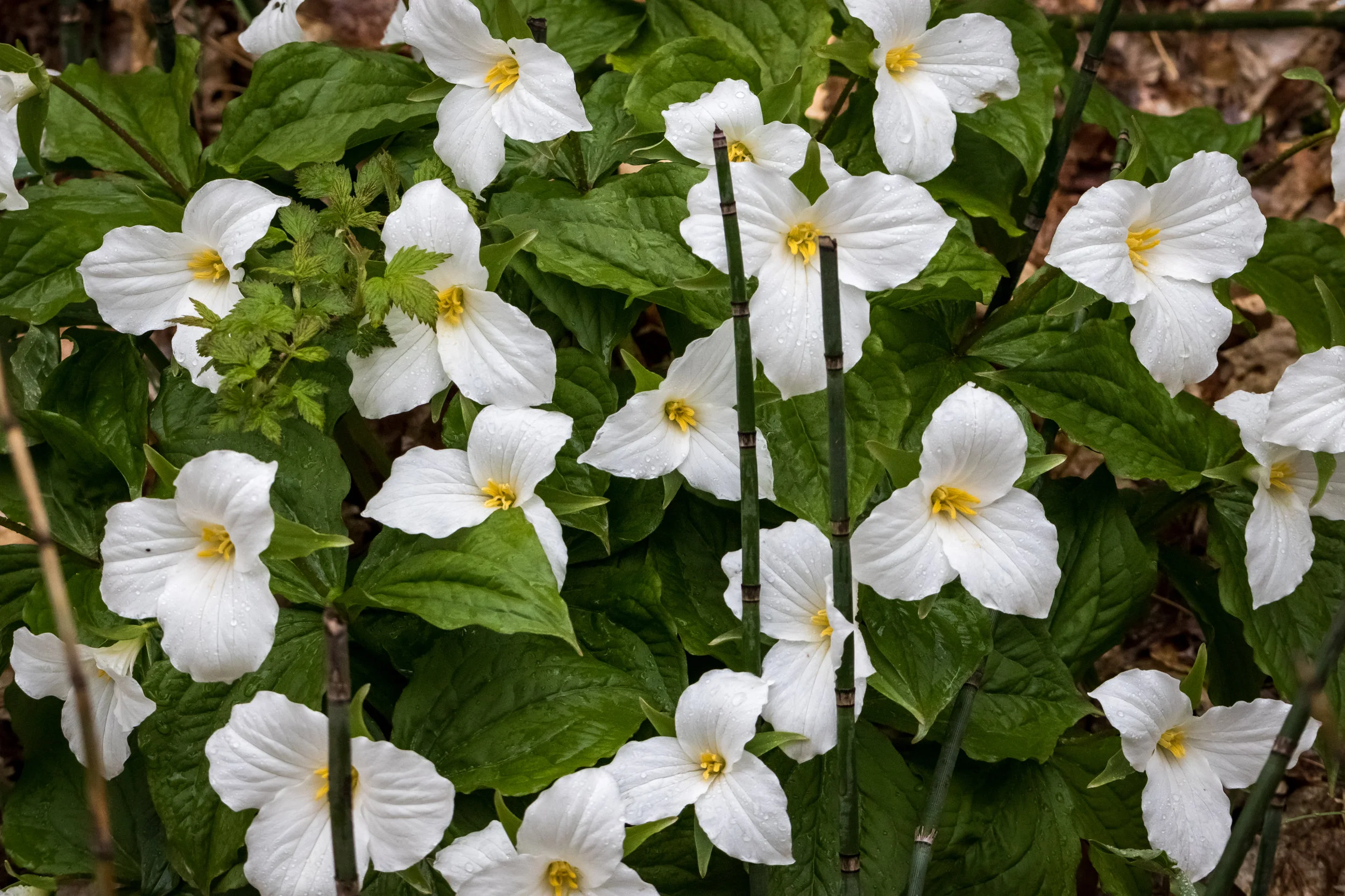 Don't Forget to Stop and Smell the Wild Flowers of Northern Michigan ...