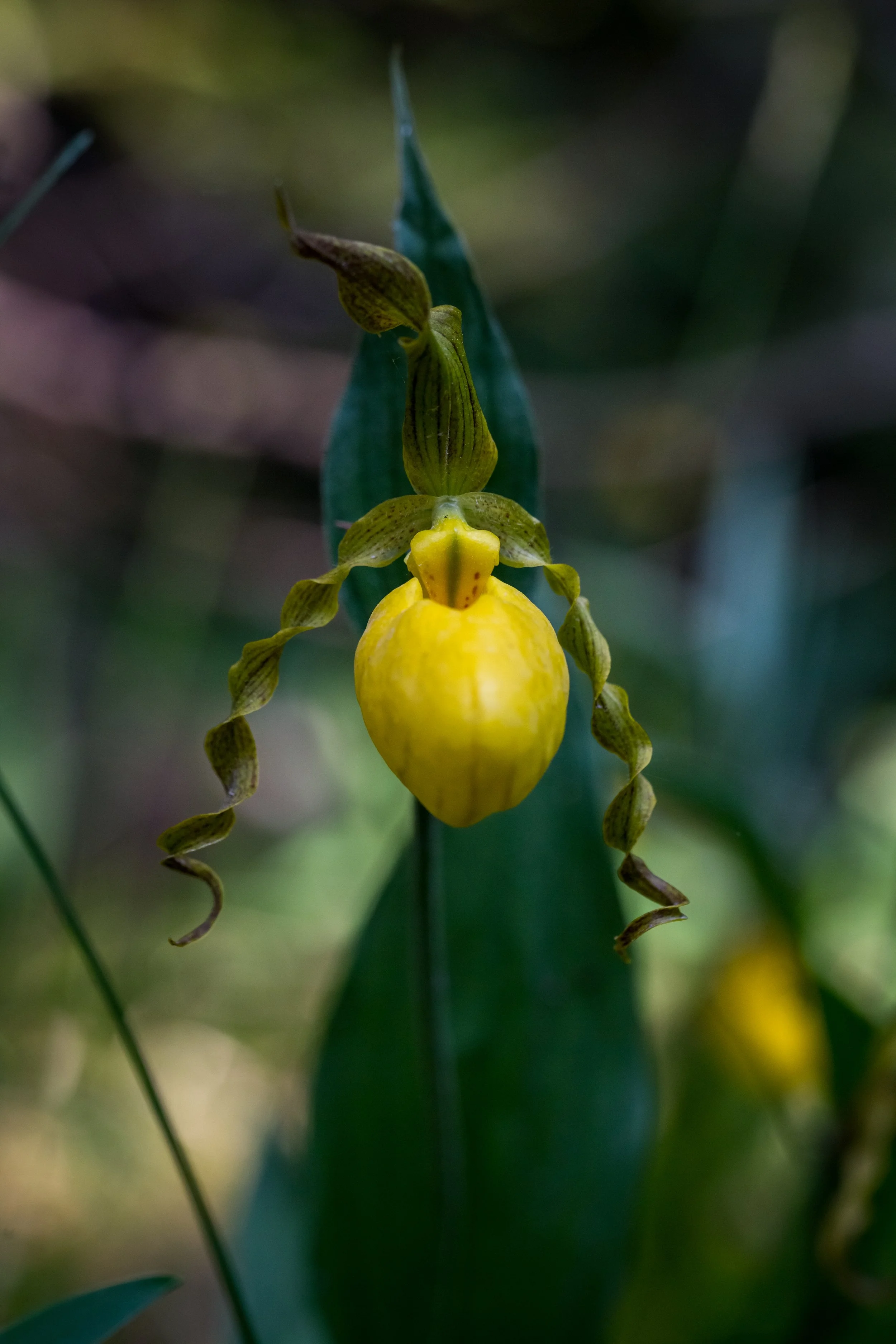 Spring Art Show — Quiet Shutter Fine Art & Photography